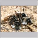 Andrena vaga - Weiden-Sandbiene -07- 13 Paarung.jpg